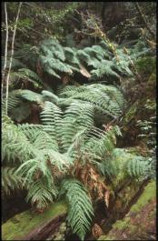 Tasmania28