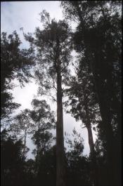 Tasmania30