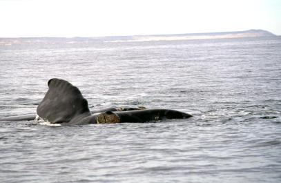 PuertoMadryn05