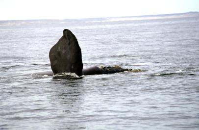 PuertoMadryn06