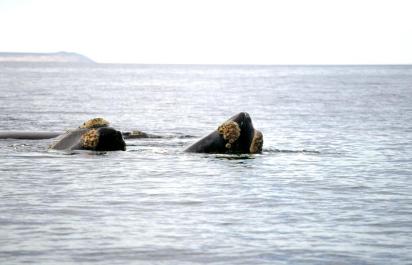 PuertoMadryn07