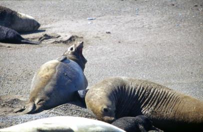 PuertoMadryn26