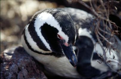 PuertoMadryn66