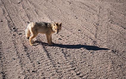 Uyuni35