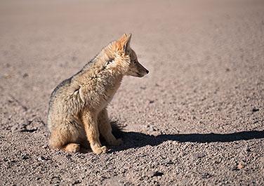 Uyuni36