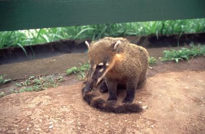 FozdeIguazu21