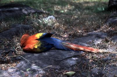 Canaima11