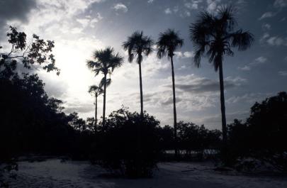 Canaima40