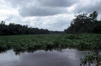 Orinoco07