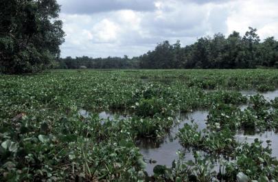 Orinoco08