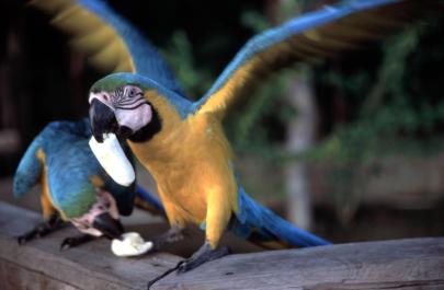 Orinoco21