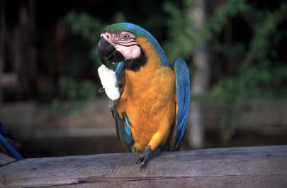 Orinoco22