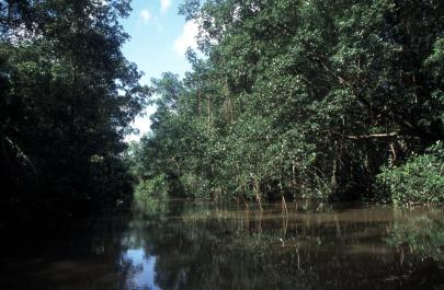 Orinoco25